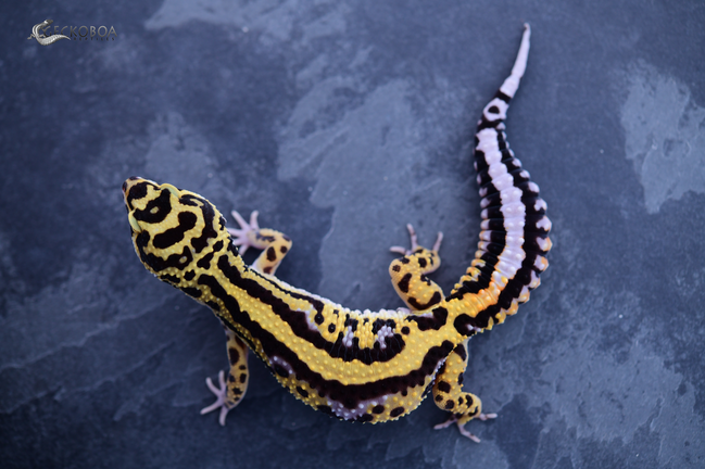 Leopard Gecko Genetics - Geckoboa